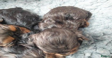 Cavapoo dogs - Advert 2
