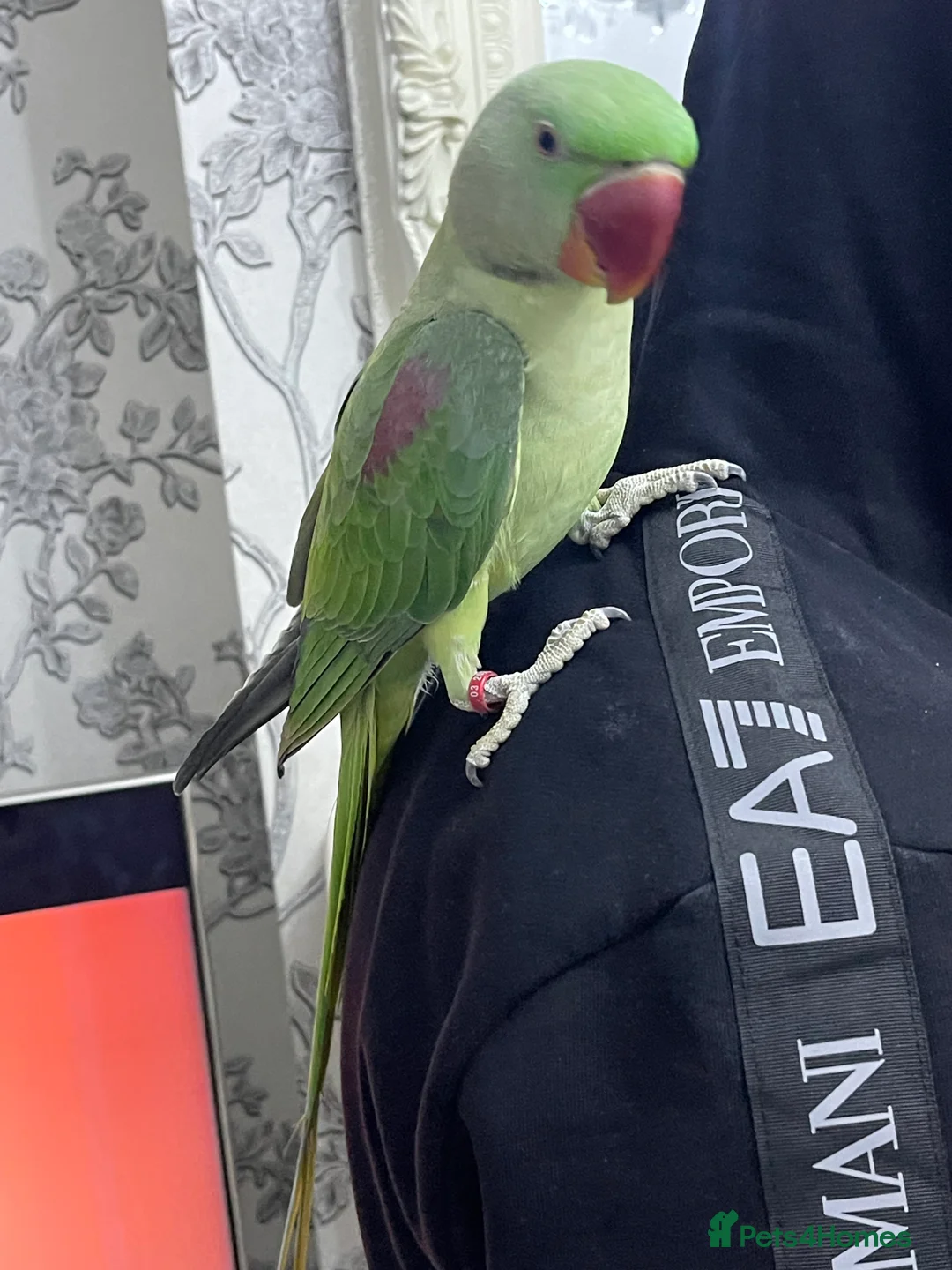 Parakeets birds for sale: Parakeet Alexandra parrot talks - Advert 8