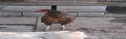 Mixed Breed poultry for sale: Mixed Flock Available  - Advert 8