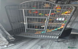 Conures birds for sale: Pineapple conure + full set up - Image 7