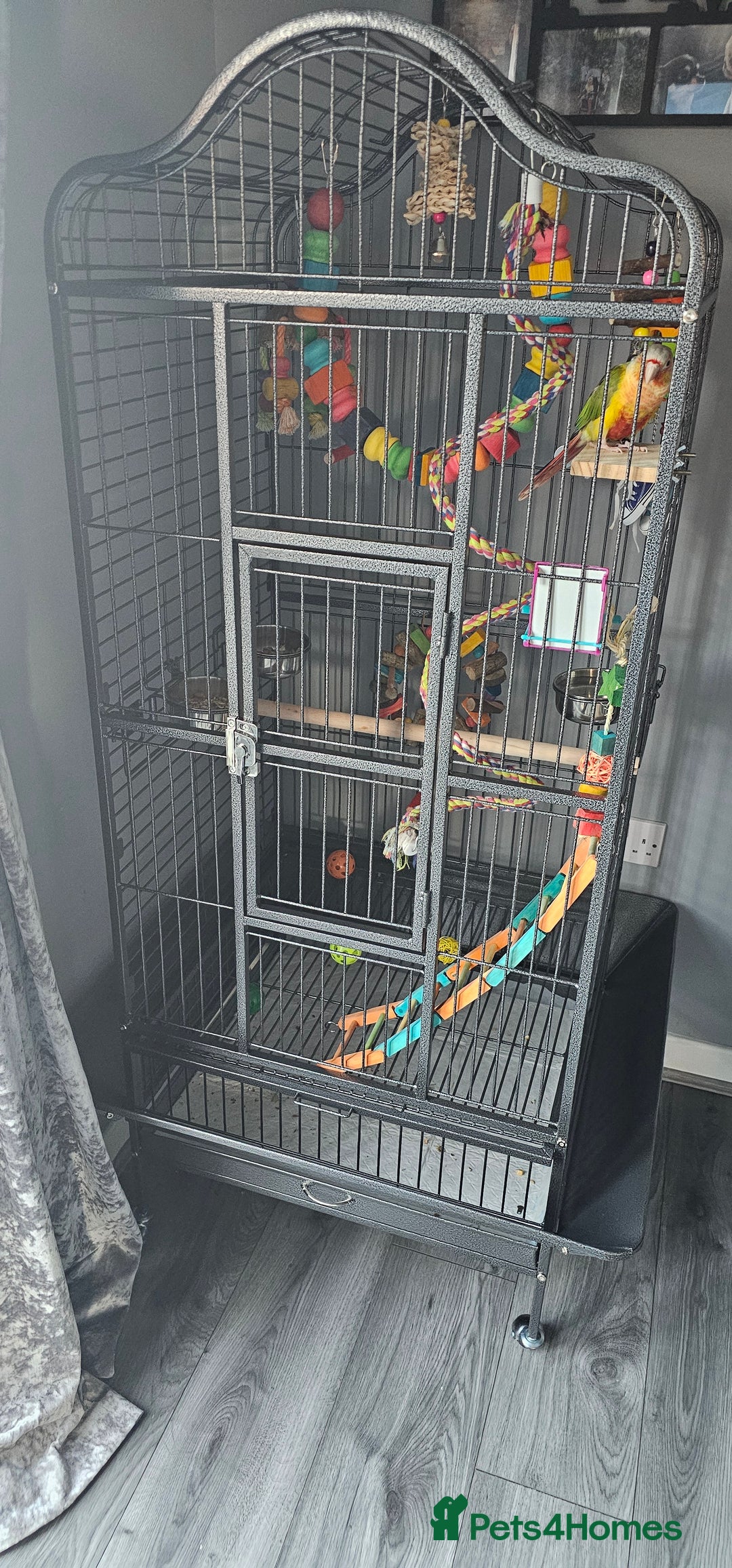 Conures birds for sale: Pineapple conure + full set up - Image 7