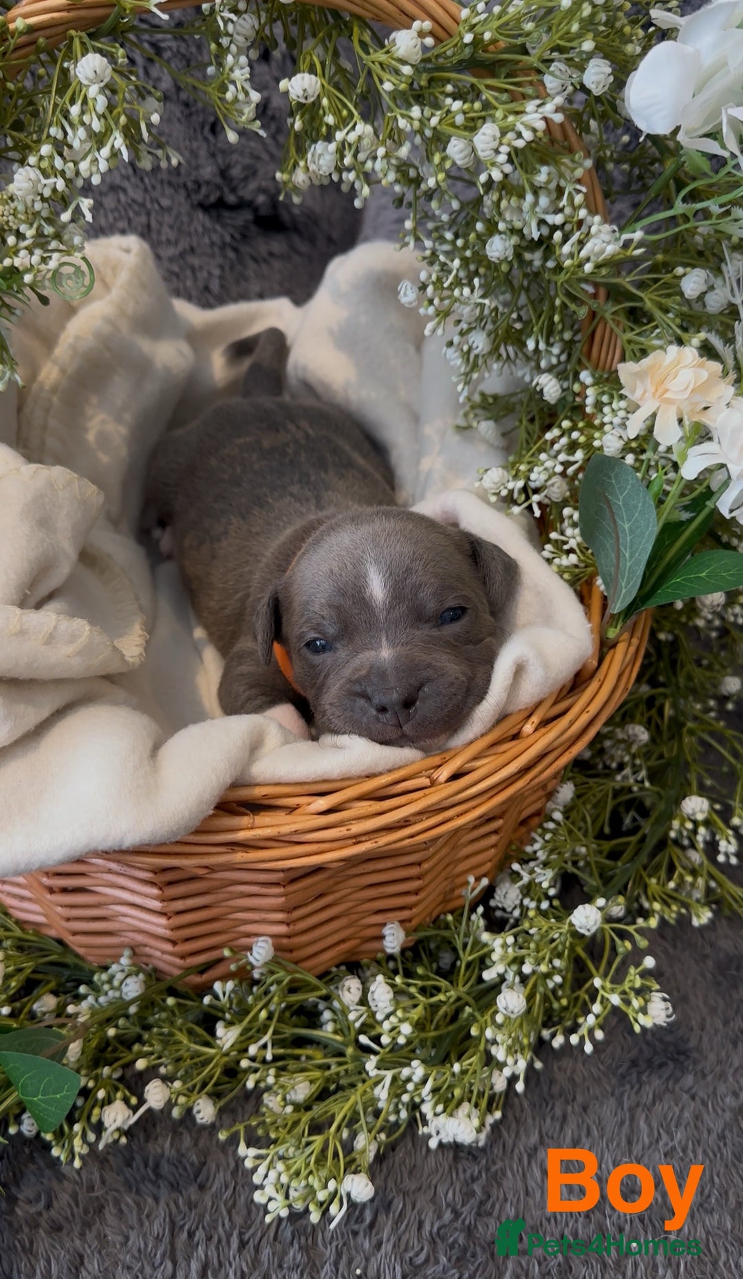 Staffordshire Bull Terrier dogs for sale: Stunning Staff Puppies  - Image 14