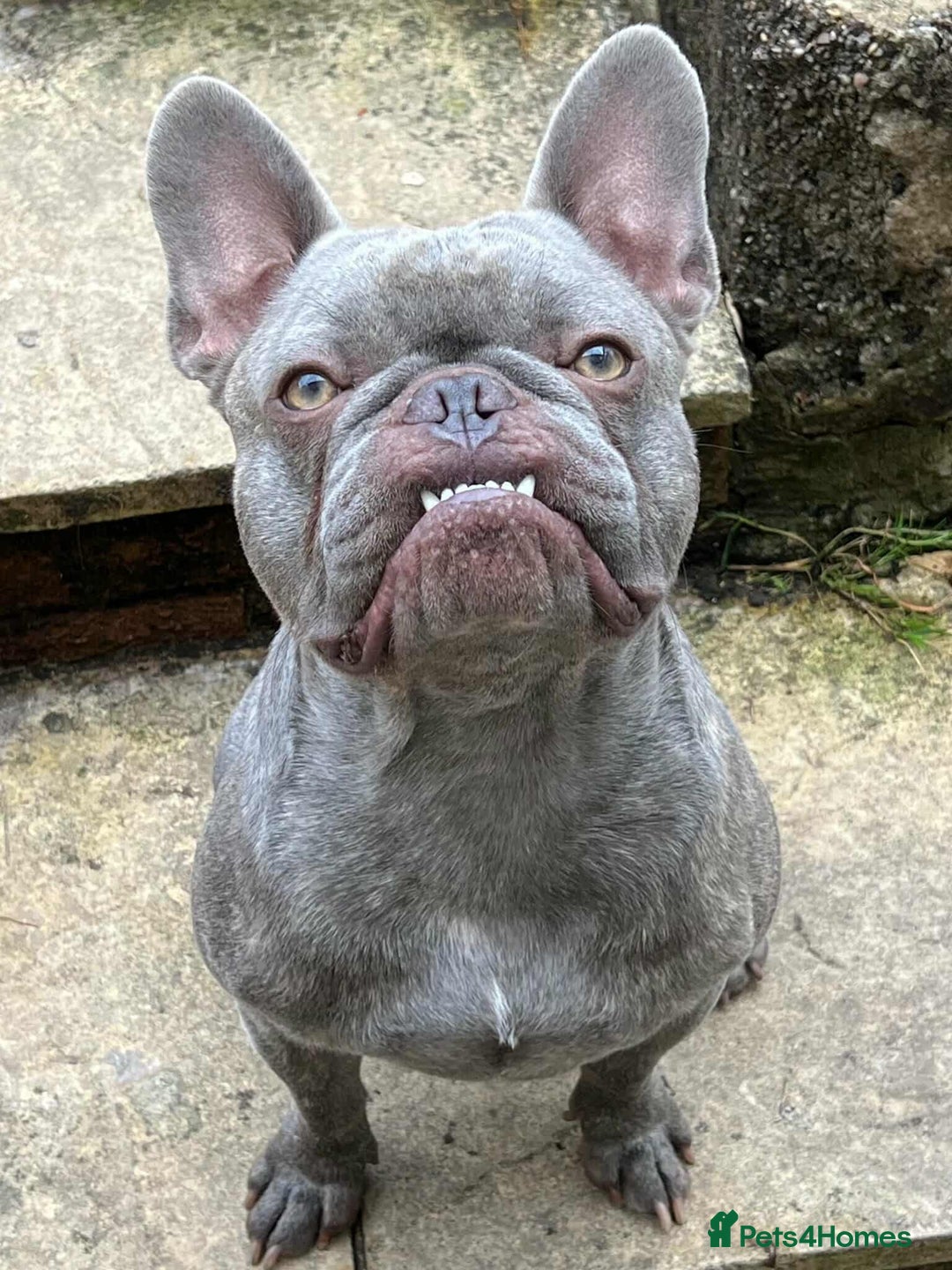 French Bulldog dogs for adoption: ❤️🐶 TILLY & 💙🐶 MARLEY – Two Loving Companions - Advert 5