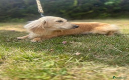 Miniature Dachshund dogs for sale: Miniature long hair dachshunds  - Image 15