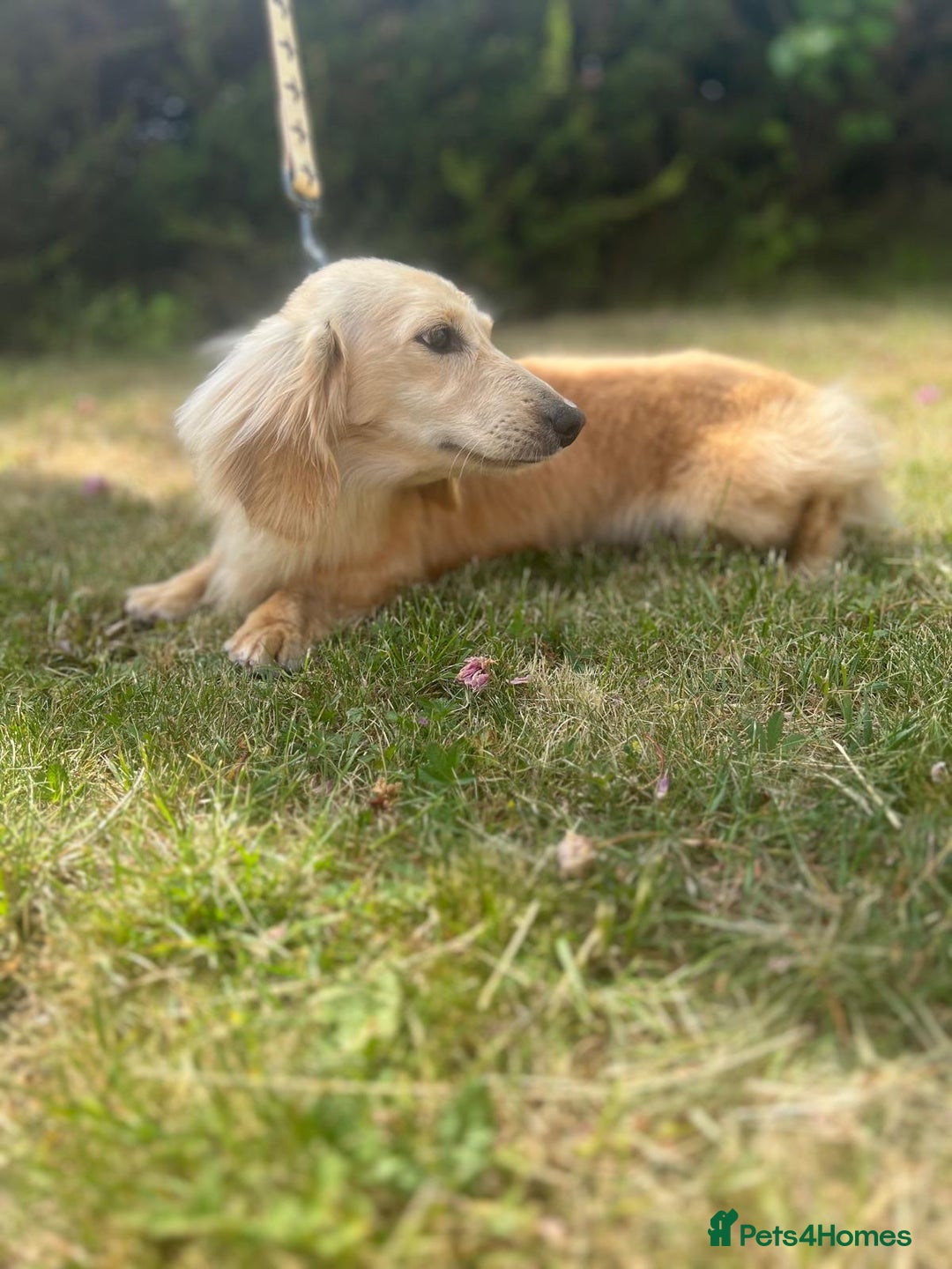 Miniature Dachshund dogs for sale: Miniature long hair dachshunds  - Image 15