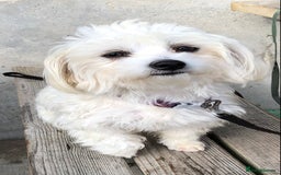 Maltese dogs for sale: Maltese Girl. - Image 5