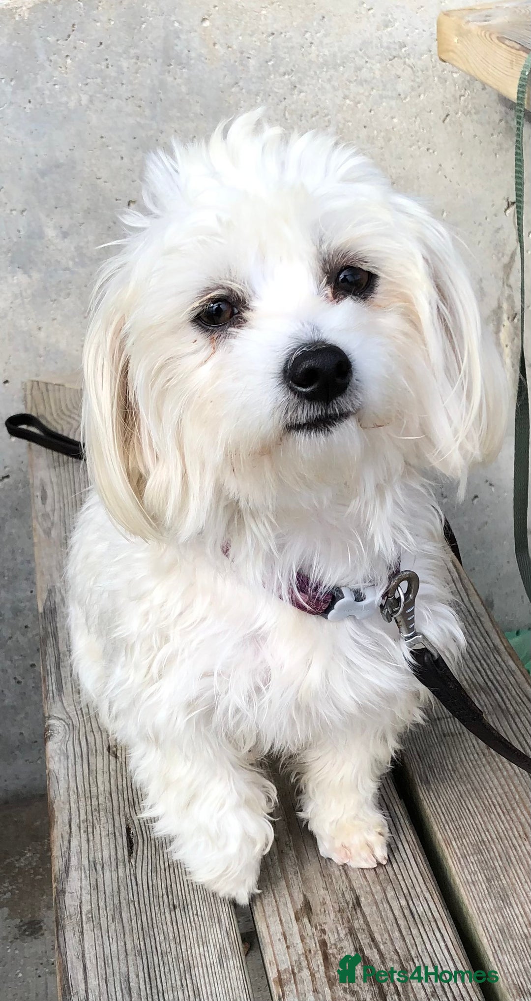 Maltese dogs for sale: Maltese Girl. - Image 5