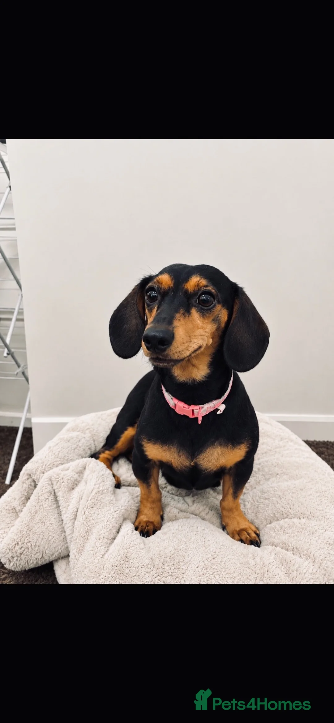 Miniature Dachshund dogs for sale:  Miniature Dachshund Puppies – 2 Girls & 1 Boy 🐾 in Romford - Advert 2