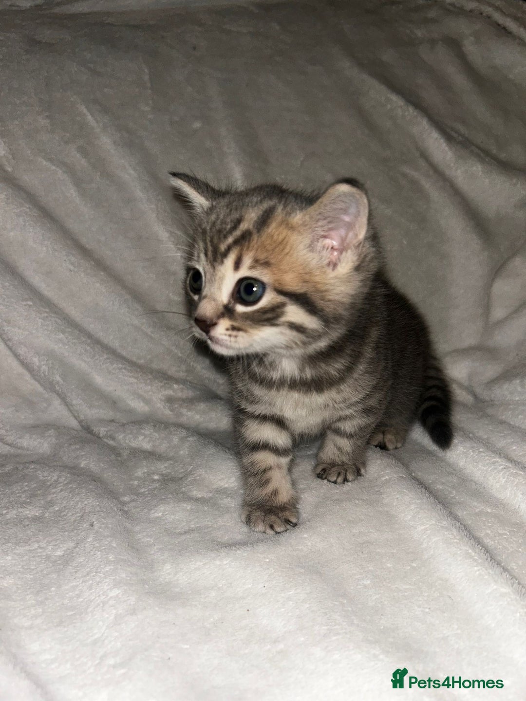Savannah cats for sale: F4-F5+Savannah Kittens - Advert 16