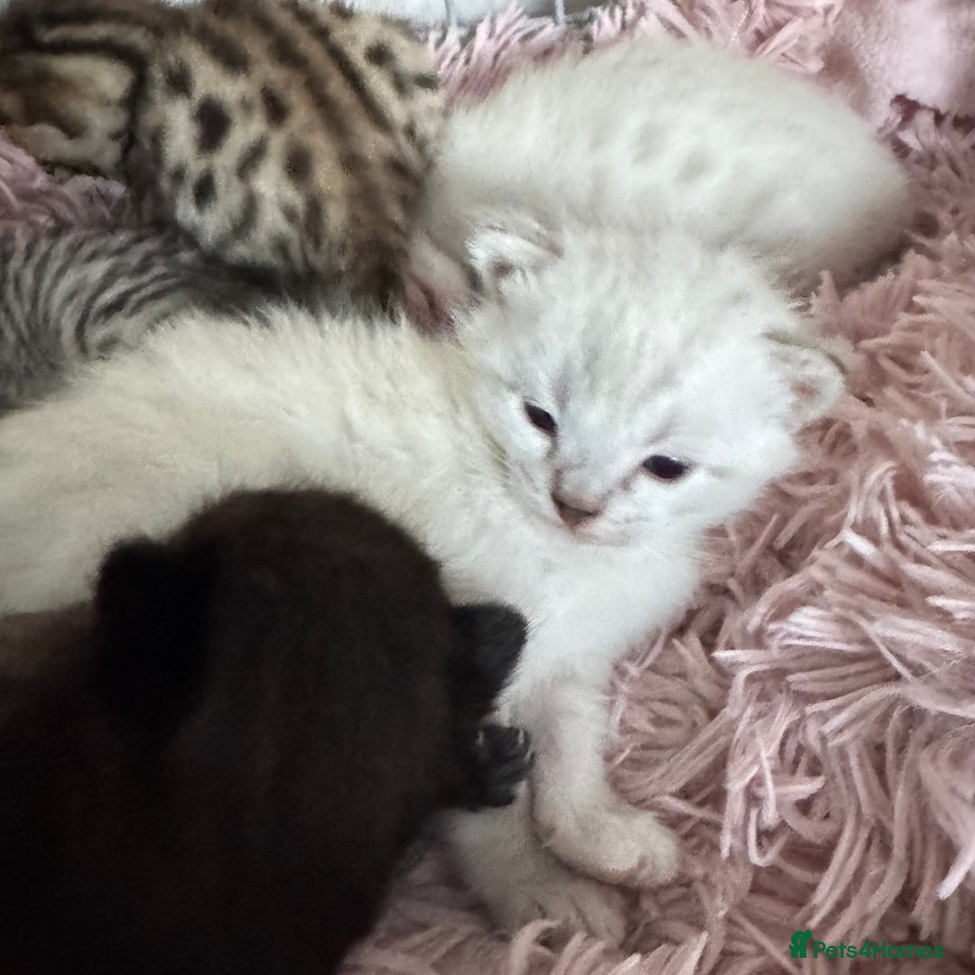 Bengal cats for sale: Beautiful Bengal Kittens - only GIRL available  - Advert 20