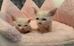 Sphynx cats for sale: Sphinx x Ragdoll kittens  - Image 3