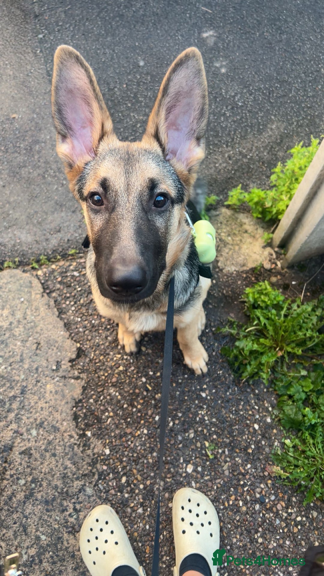 German Shepherd dogs for sale: Male 7 month GSD - Advert 5
