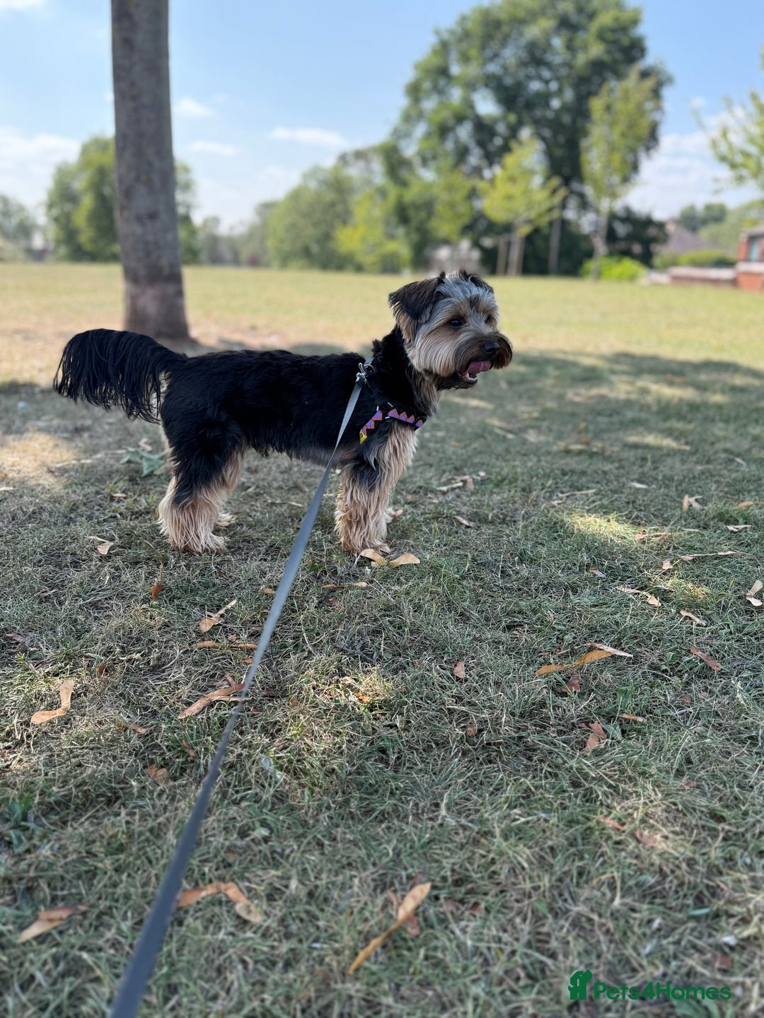 Yorkshire Terrier dogs for stud: Stud Yorshire Terrier - Advert 5