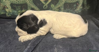 Cocker Spaniel dogs - Advert 3