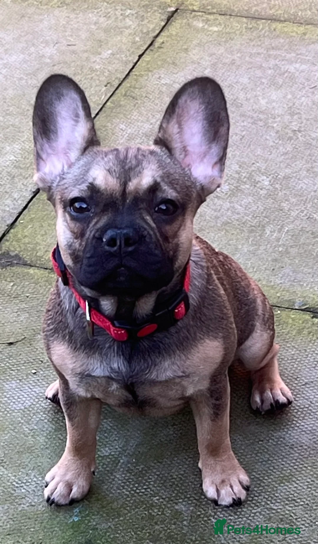 French Bulldog dogs for sale: Beautiful female  - Advert 3