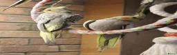 Cockatiels birds for sale: Young Cockatiels  - Advert 15