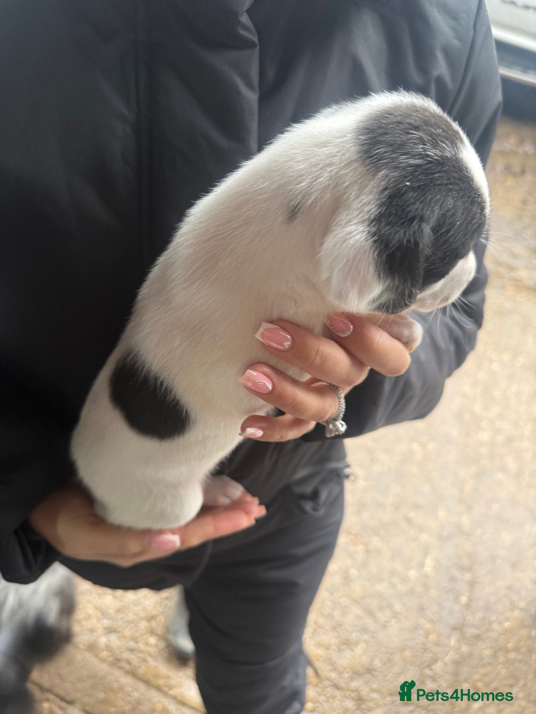 Whippet dogs for sale: Bedlington whippet puppies  - Advert 18