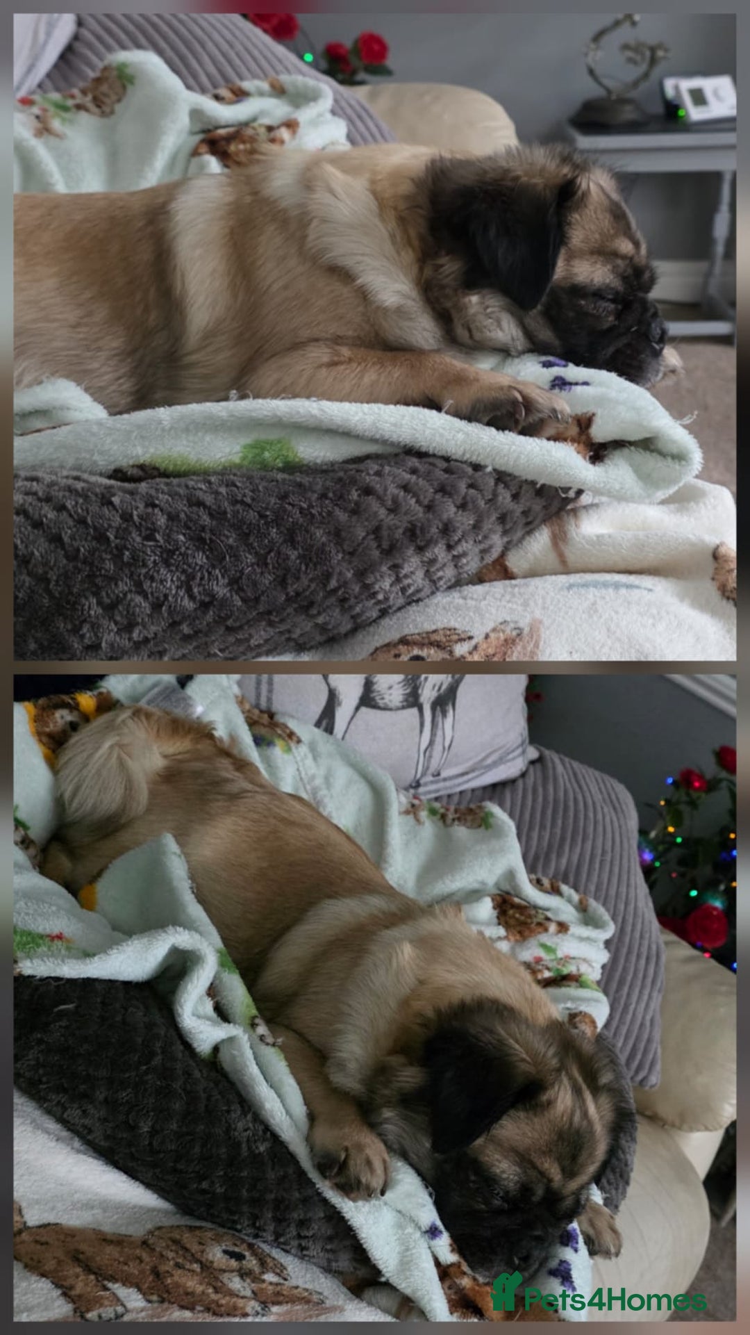 Pug dogs for sale: Beautiful KC Reg spayed fluffy pug needs home 💖 - Advert 9