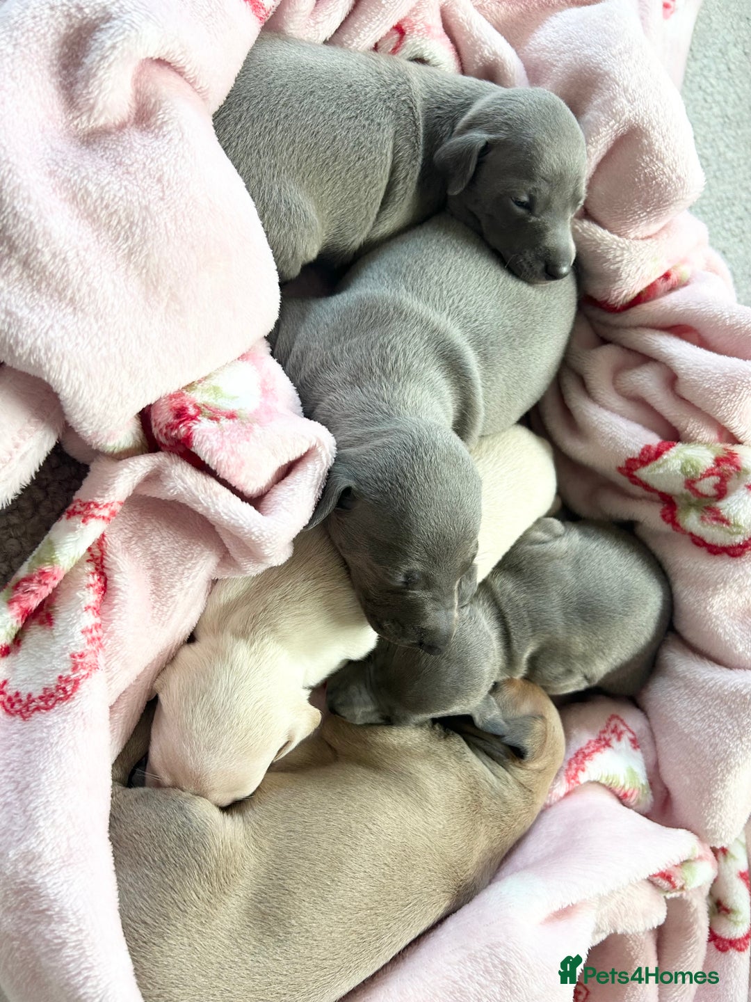 Italian Greyhound dogs for sale: 🐾Exceptional litter of KC Italian Greyhounds 🐾 - Advert 2