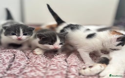 Mixed Breed cats for sale: Gorgeous kittens  - Image 3