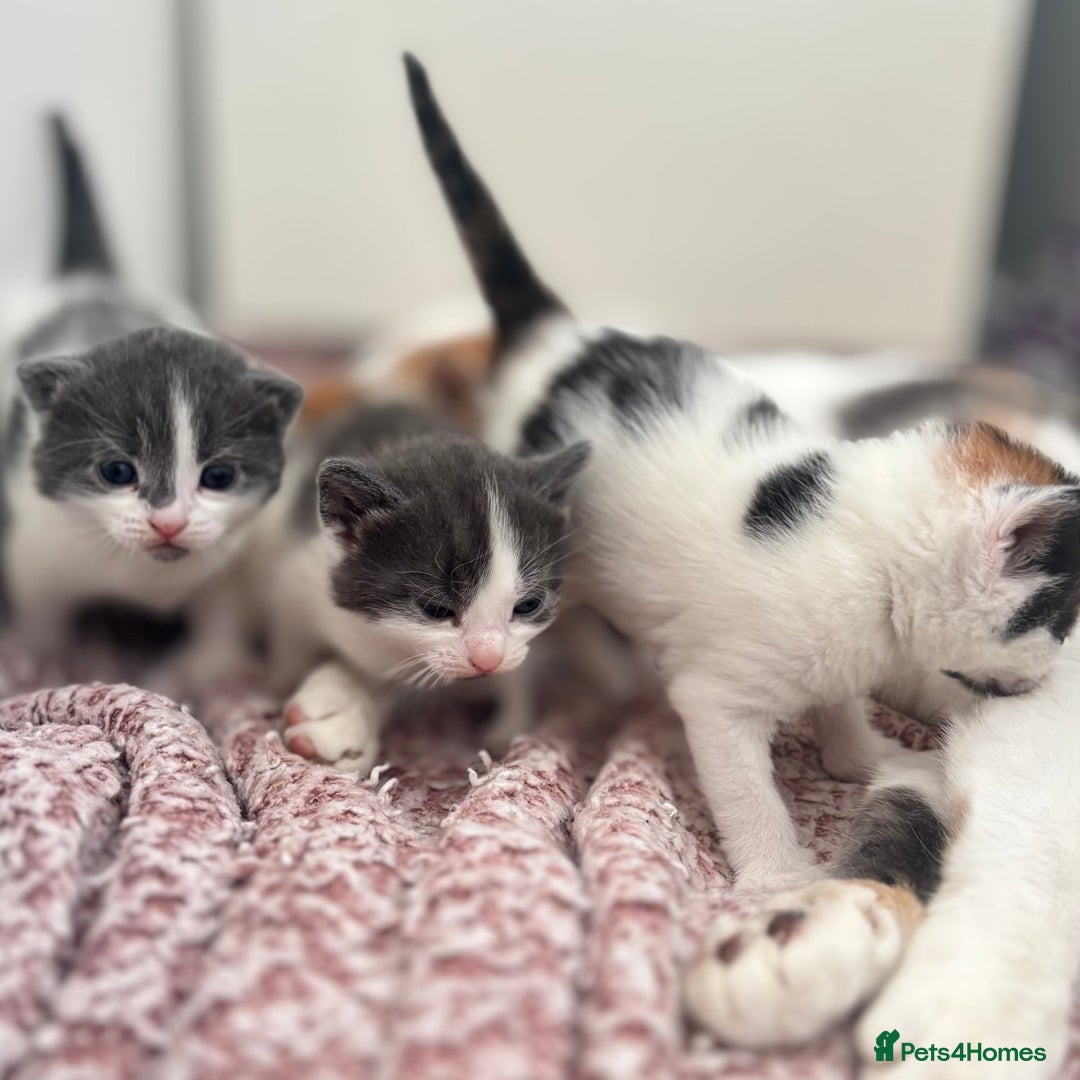 Mixed Breed cats for sale: Gorgeous kittens  - Image 3