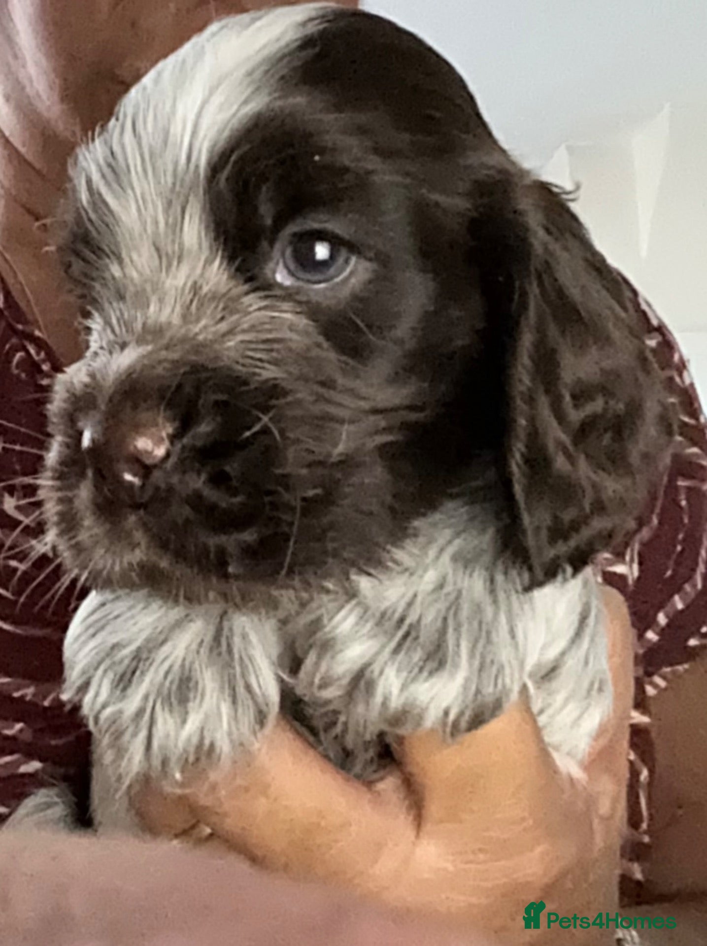 Cocker Spaniel dogs KC reg Cocker Spaniel puppies - Advert 6