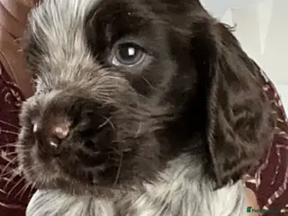 Cocker Spaniel dogs KC reg Cocker Spaniel puppies - Advert 6