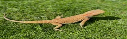 Bearded Dragon reptiles for sale: Friendly bearded dragon in Clevedon - Advert 6
