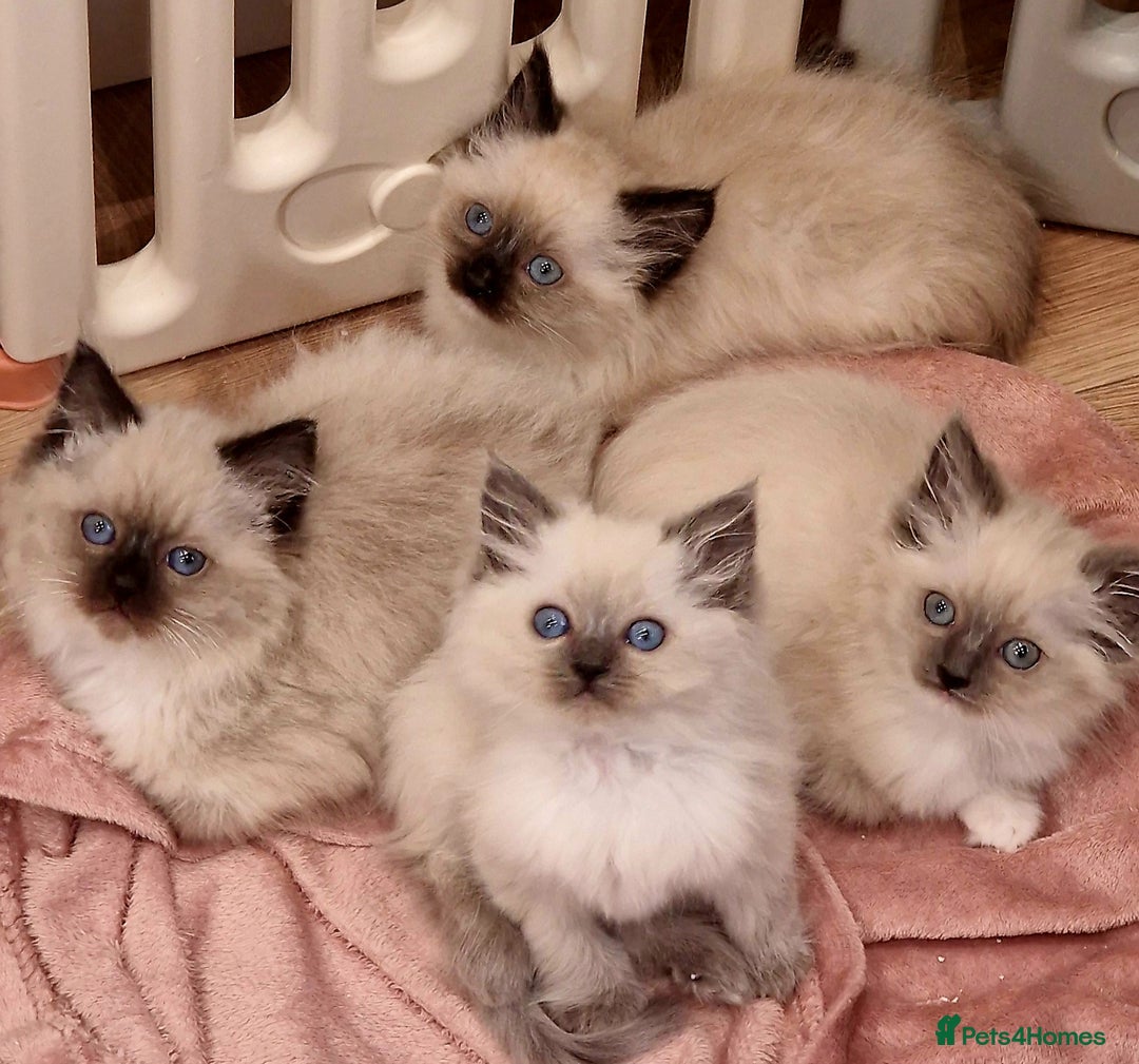 Ragdoll cats for sale: Ragdoll kittens ready now - Advert 6