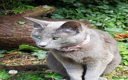 Russian Blue cats for sale:  Gorgeous 5-months old kitten Russain blue x tabby - Image 8