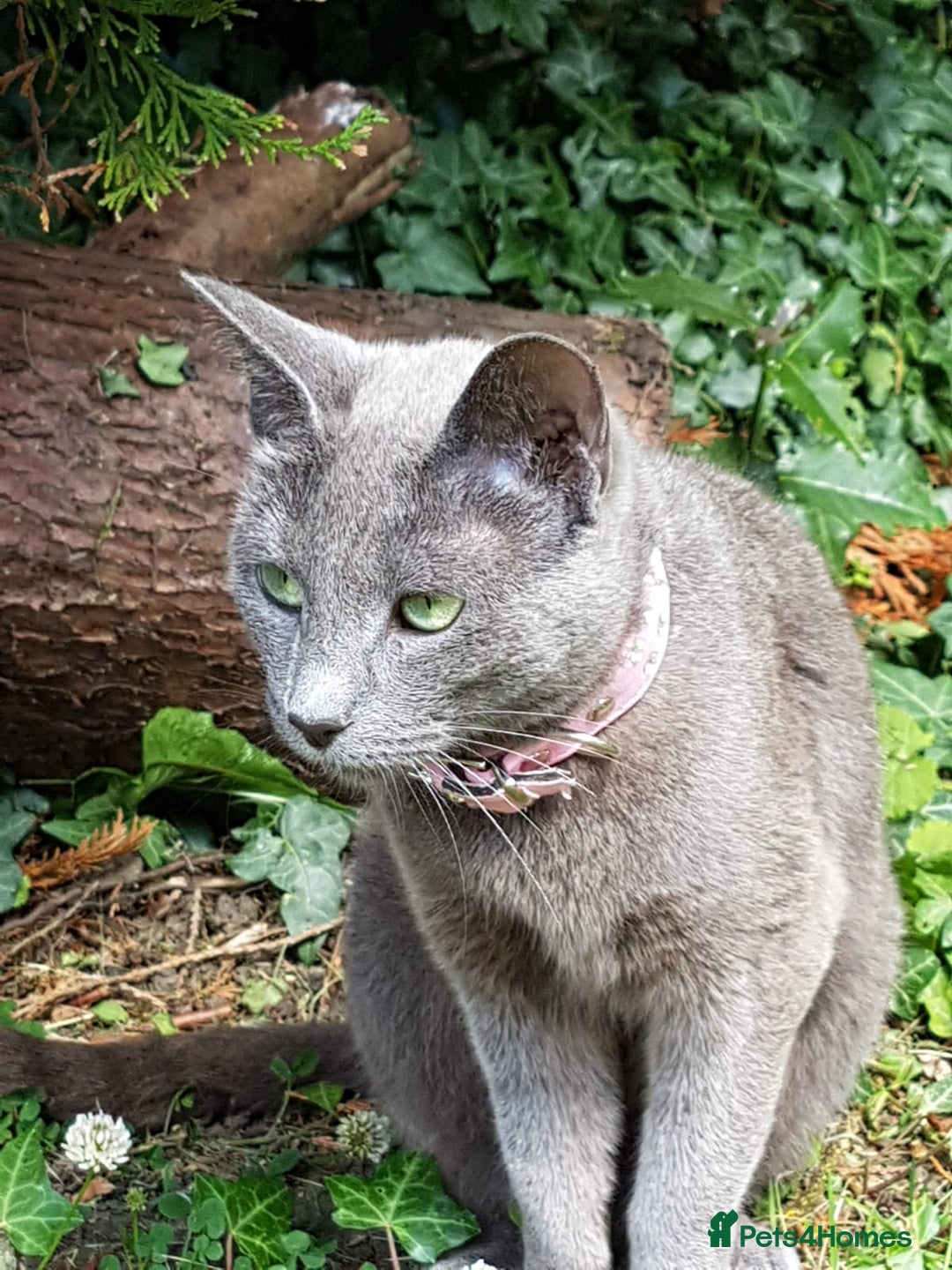 Russian Blue cats for sale:  Gorgeous 5-months old kitten Russain blue x tabby - Image 8