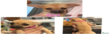 Chihuahua 1