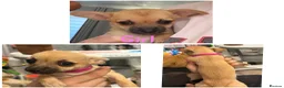 Chihuahua dogs for sale: Chihuahua pups for sale  - Advert 4