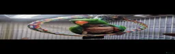 Parrots birds for sale: 2 Eclectus Parrots  in St. Neots - Advert 3