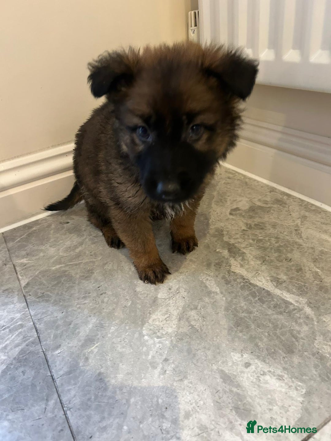German Shepherd dogs for sale: German shepherd puppies for sale  - Advert 13