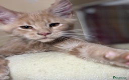 Maine Coon cats for sale: Last Ginger Boy Pure Mainecoon! - Image 28