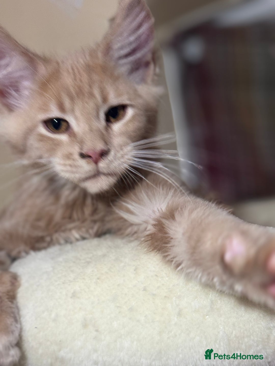 Maine Coon cats for sale: Last Ginger Boy Pure Mainecoon! - Image 28