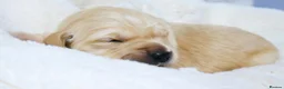 Golden Retriever dogs for sale: KC Golden Retriever from Health Tested Parents - Advert 5