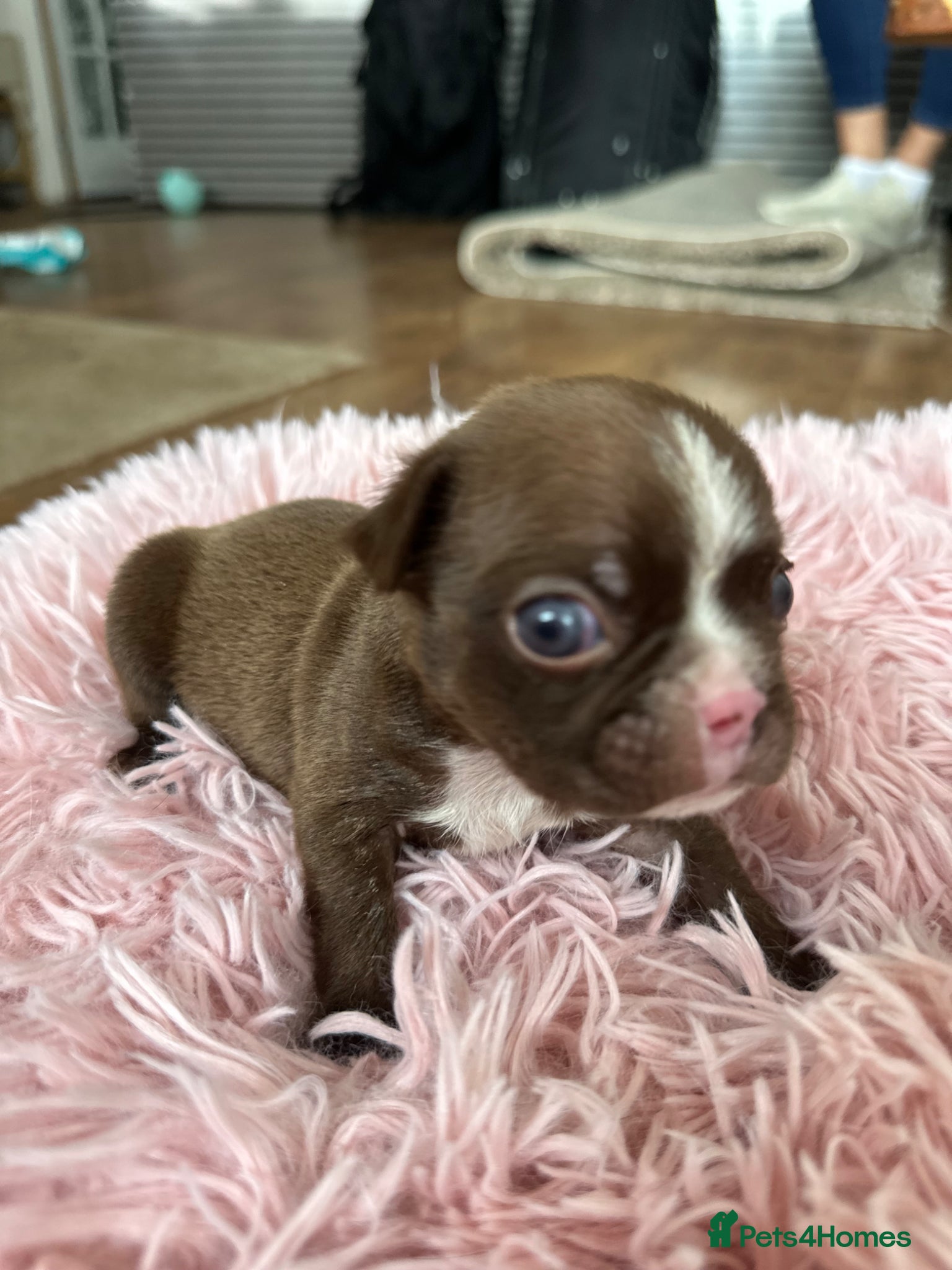 Boston Terrier dogs Boston Terrier pups  - Advert 1