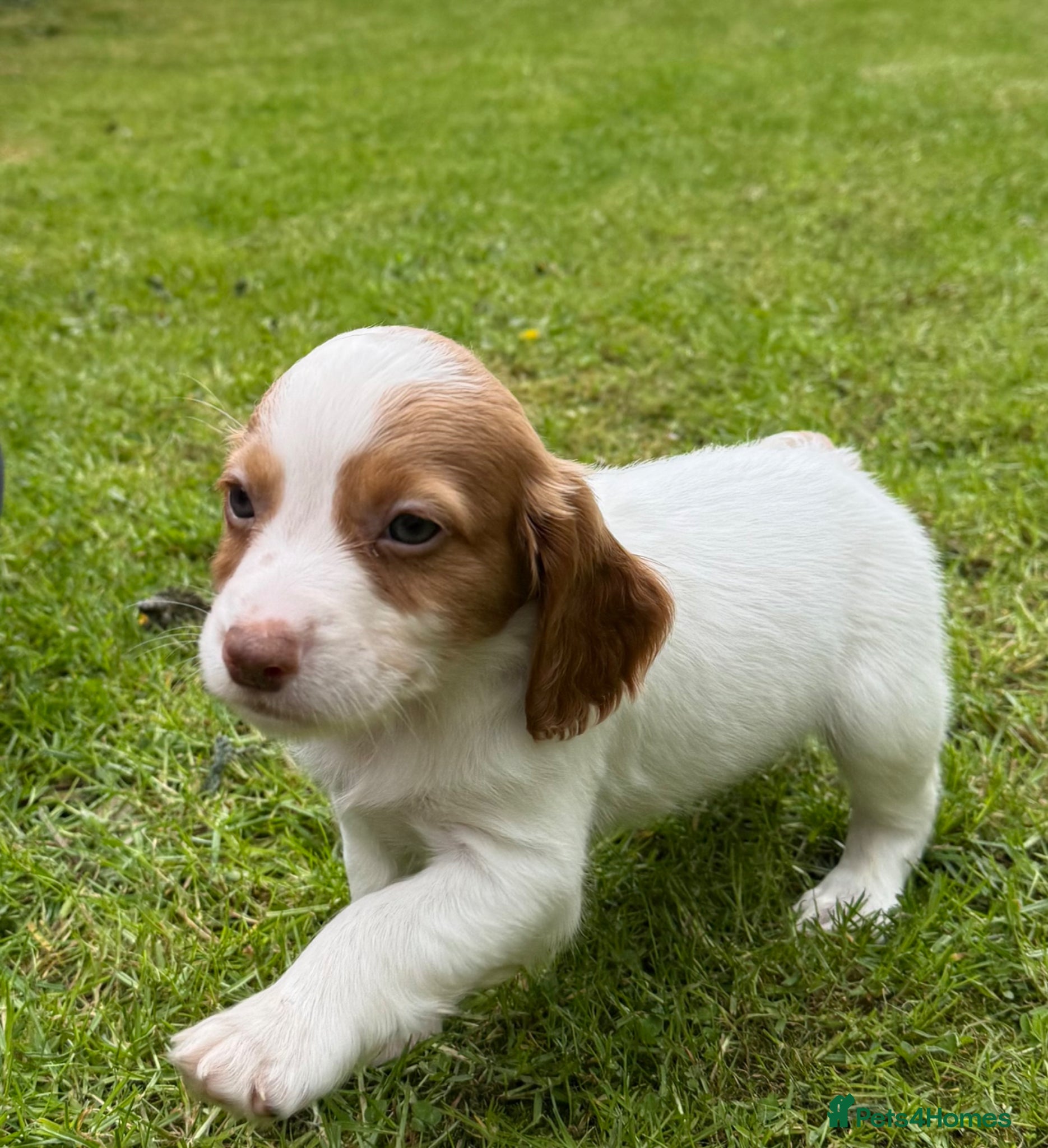 Cocker Spaniel dogs Working cocker spaniels - Advert 2