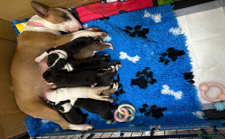 English Bull Terrier dogs - Advert 1