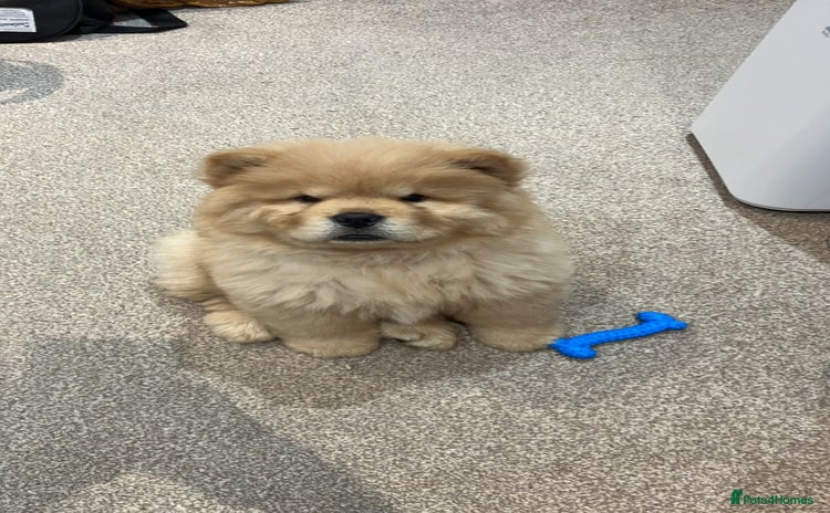 Chow Chow dogs - Advert 2