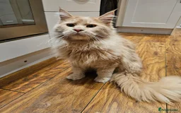 Maine Coon cats for sale: Maine Coon Pure Bread  - Image 6