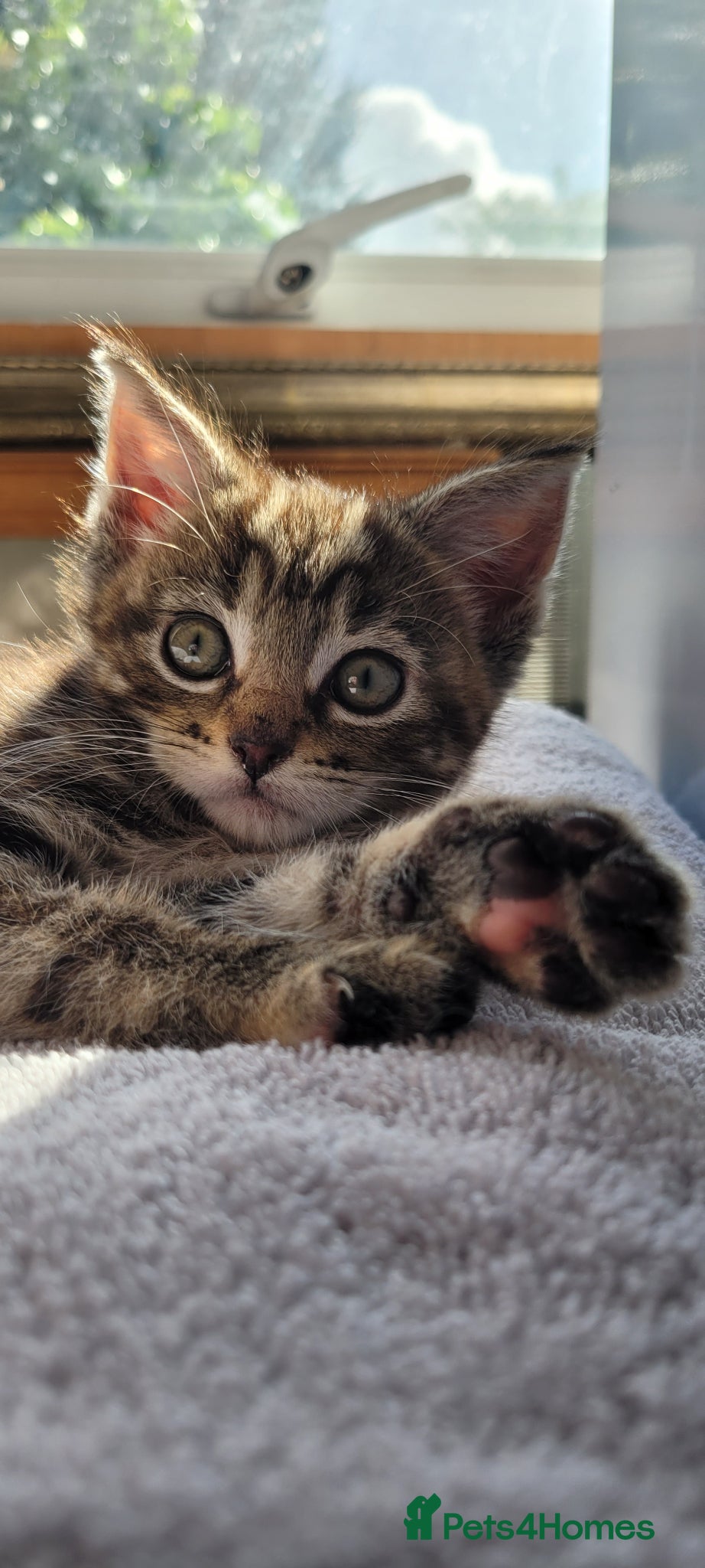 Maine Coon cats LAST ONE georgous fluffy maincoon kittens for sale - Advert 18