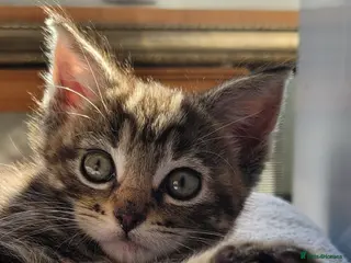 Maine Coon cats LAST ONE georgous fluffy maincoon kittens for sale - Advert 18