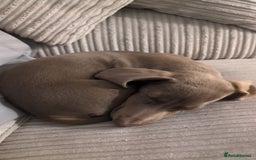 Miniature Dachshund dogs for sale: Winnie Miniature dachshund for sale  - Image 3