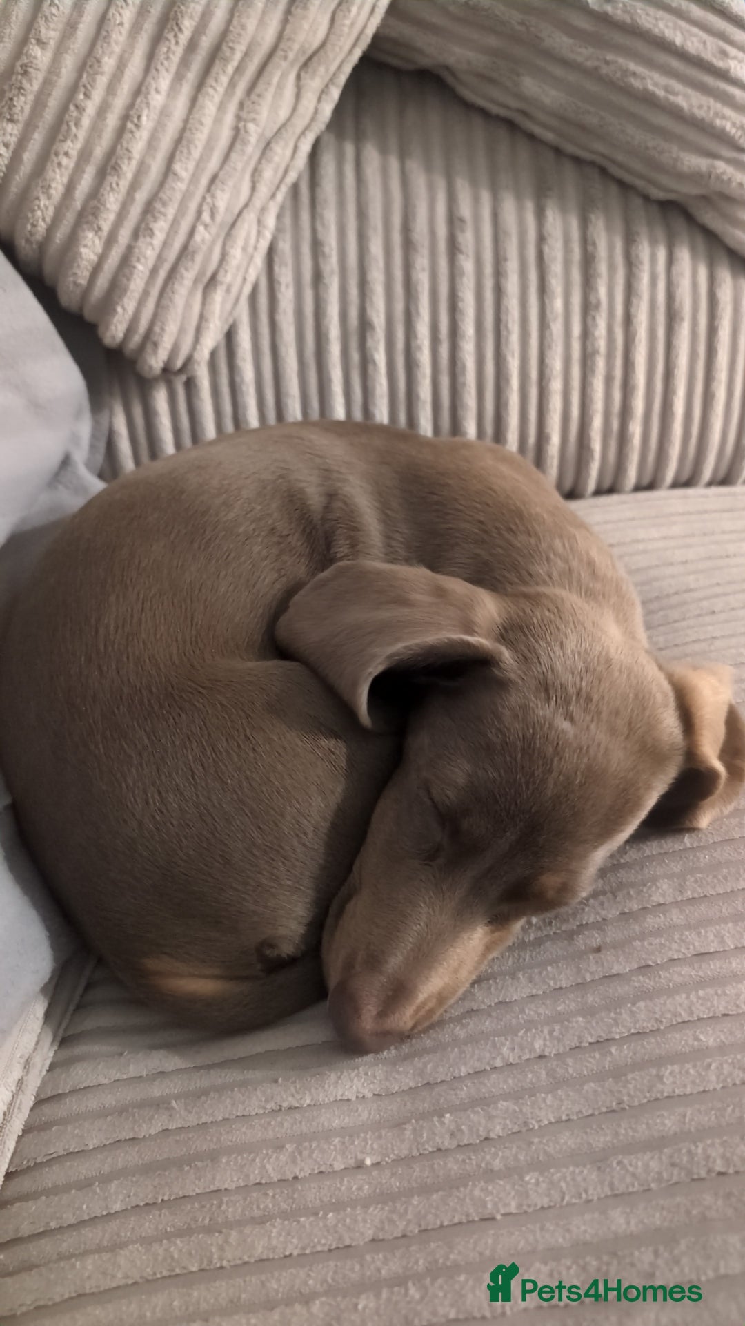 Miniature Dachshund dogs for sale: Winnie Miniature dachshund for sale  - Image 3