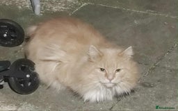 Siberian cats for sale: Adorable kittens Siberian  - Advert 4