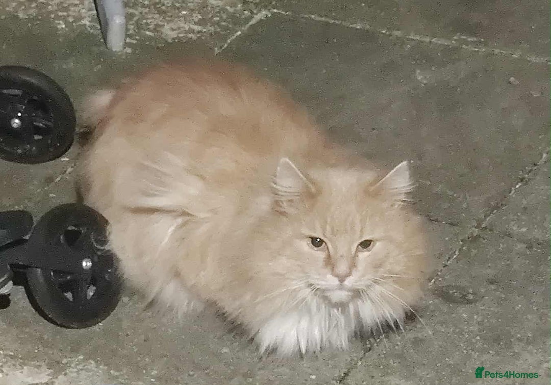 Siberian cats for sale: Adorable kittens Siberian  - Advert 4