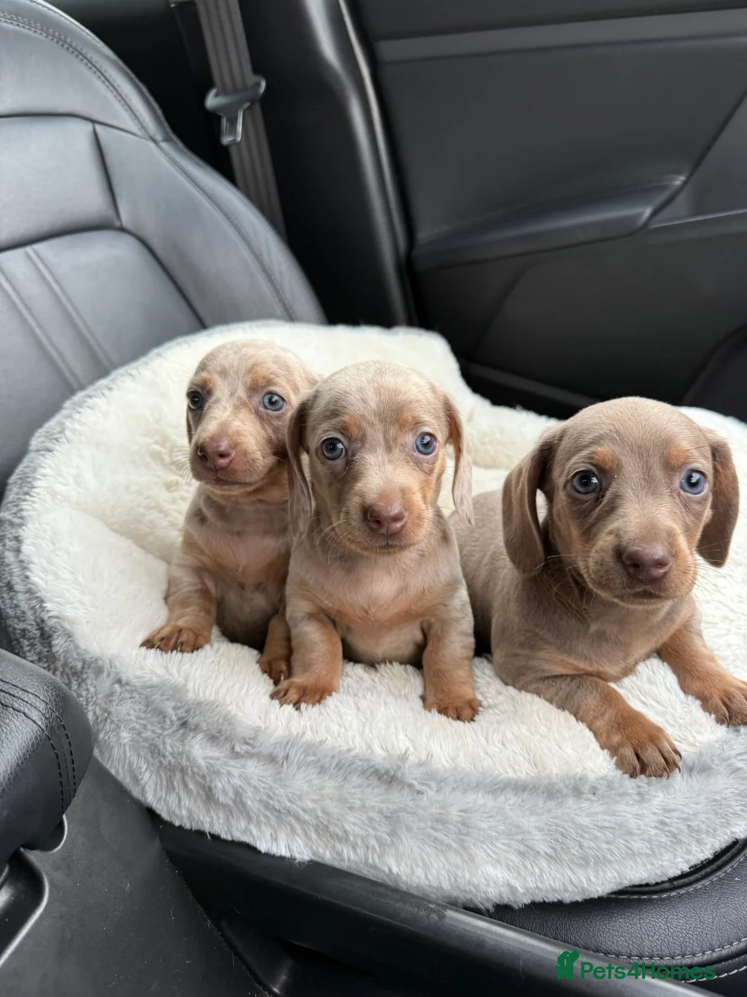 Miniature Dachshund dogs for sale: LAST BOY! MINIATURE ISABELLA DACHSHUND - Advert 6